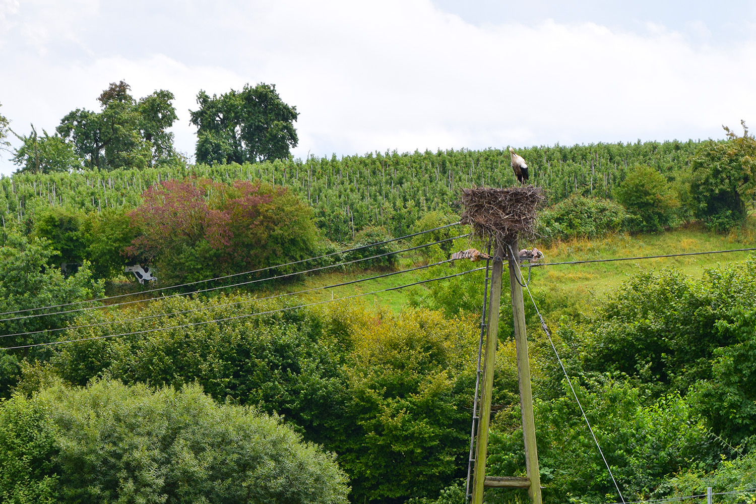 Ferienwohnung Storchenblick Weingut Geiger